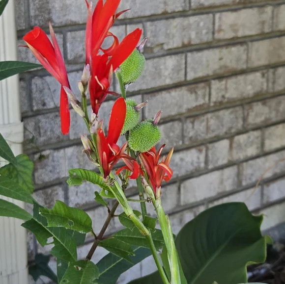 Canna seed  st1-st8 - Picture 3 of 6